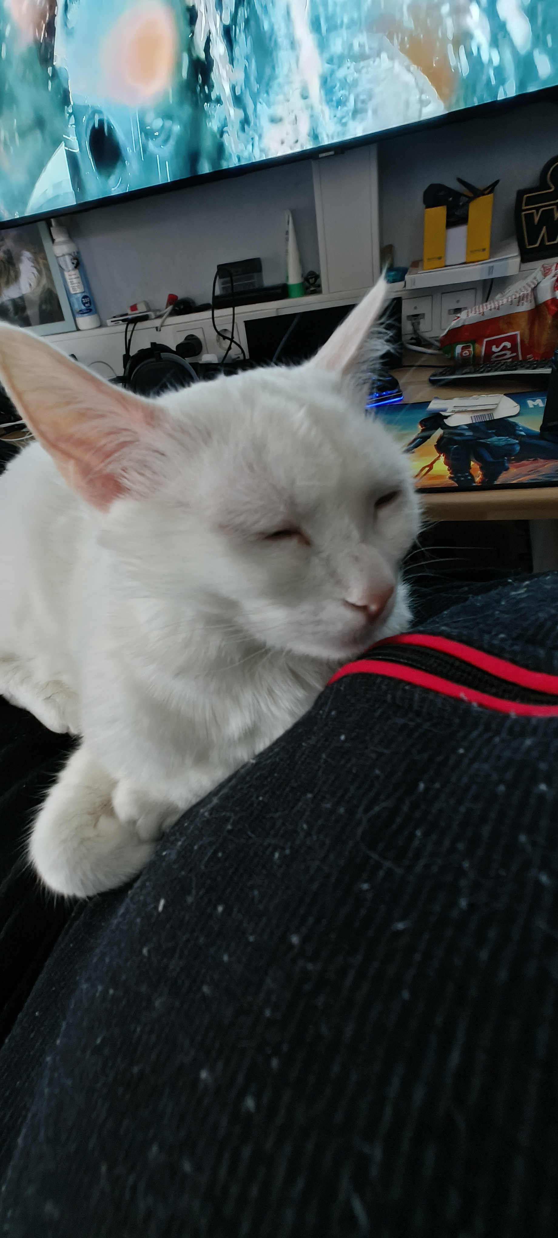 Spike und Snow_IMG_20250318_173659173.jpg